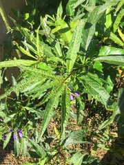 Psylliodes brettinghami