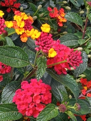 Lantana horrida