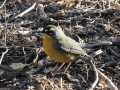 Basileuterus lachrymosus