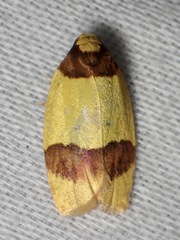Heterallactis euchrysa