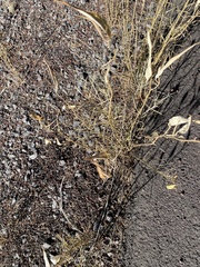 Asclepias subverticillata