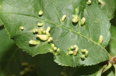 Eriophyes emarginatae