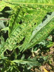 Psylliodes brettinghami