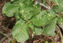 Eriophyes emarginatae
