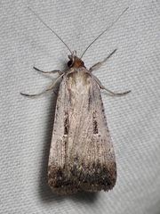 Tathorhynchus fallax