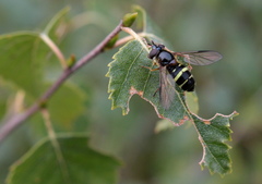 Dasysyrphus tricinctus