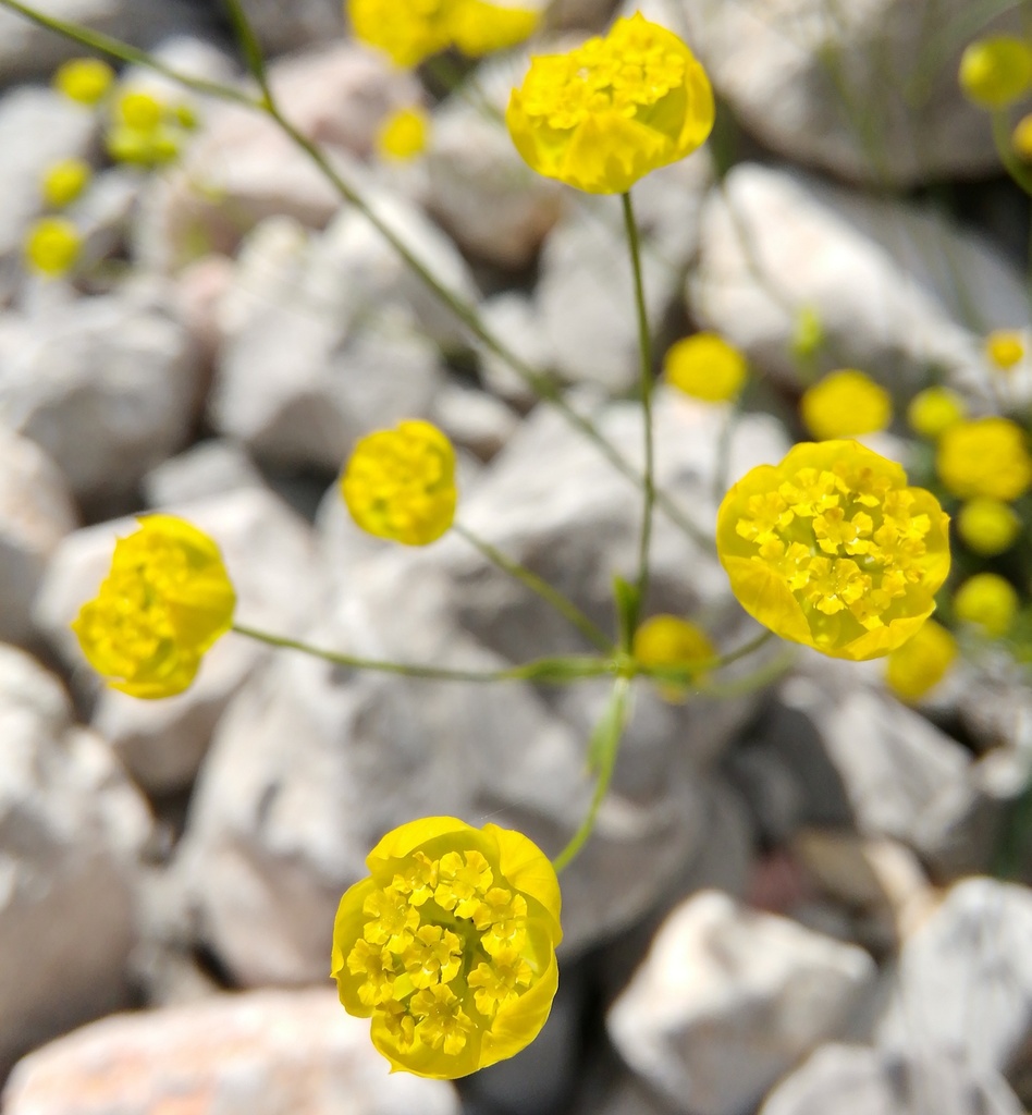 Bupleurum karglii