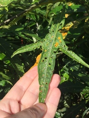 Psylliodes brettinghami