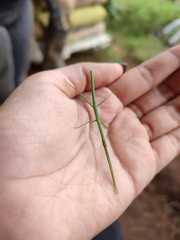 Libethra