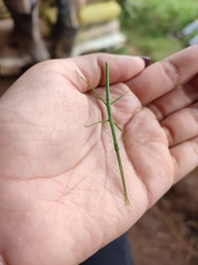 Libethra