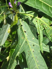 Psylliodes brettinghami