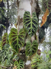 Philodendron verrucosum