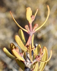 Cneoridium dumosum