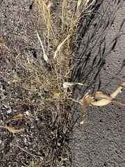 Asclepias subverticillata