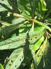 Psylliodes brettinghami