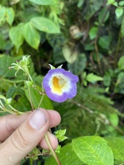 Monopyle ecuadorensis