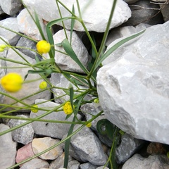 Bupleurum karglii