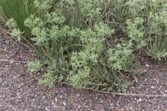 Eriogonum flavum