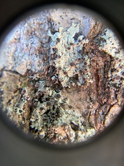 Hyperphyscia syncolla