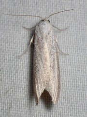 Prionopterina grammatistis