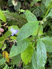 Monopyle ecuadorensis