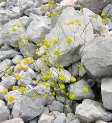 Bupleurum karglii
