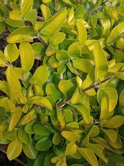 Ligustrum ovalifolium