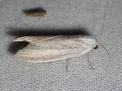 Prionopterina grammatistis