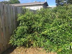 Psylliodes brettinghami