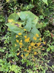 Munnozia