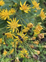 Munnozia
