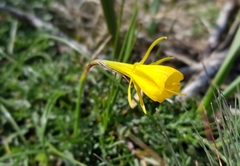 Narcissus bulbocodium