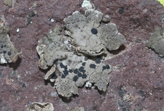 Umbilicaria torrefacta
