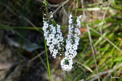 Epacris microphylla