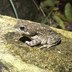 Rhinella granulosa