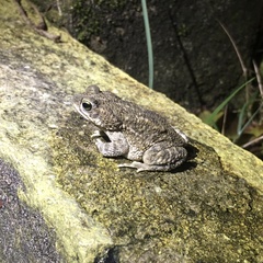 Rhinella granulosa