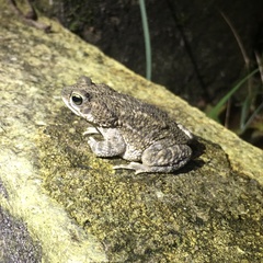 Rhinella granulosa