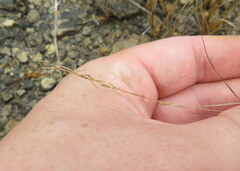 Aristida longespica
