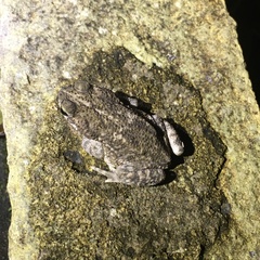 Rhinella granulosa