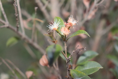 Myrtoideae