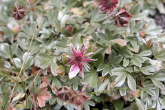 Potentilla nitida