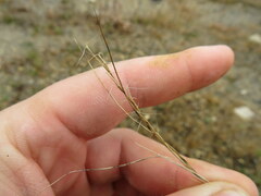 Aristida longespica