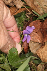 Viola sororia