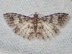 Alucita phricodes