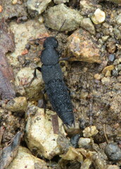 Platydracus tomentosus