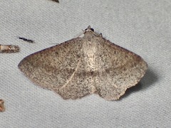 Isturgia penthearia