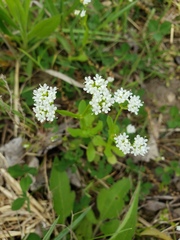 Valerianella umbilicata