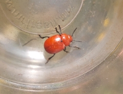 Leptinotarsa rubiginosa