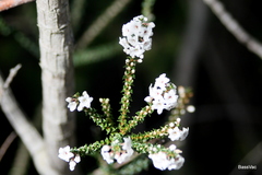 Epacris microphylla
