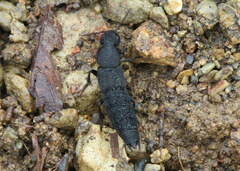 Platydracus tomentosus
